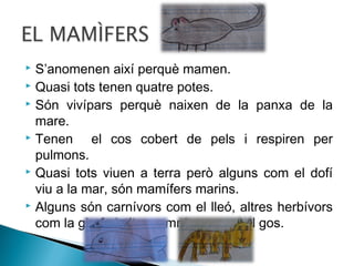 S’anomenen així perquè mamen.
 Quasi tots tenen quatre potes.
 Són vivípars perquè naixen de la panxa de la
mare.
 Tenen
el cos cobert de pels i respiren per
pulmons.
 Quasi tots viuen a terra però alguns com el dofí
viu a la mar, són mamífers marins.
 Alguns són carnívors com el lleó, altres herbívors
com la girafa i altres omnívors com el gos.


 