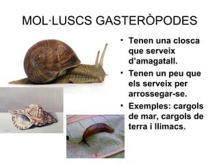 MOL·LUSCS GASTERÒPODES
• Tenen una closca
que serveix
d’amagatall.
• Tenen un peu que
els serveix per
arrossegar-se.
• Exemples: cargols
de mar, cargols de
terra i llimacs.
 