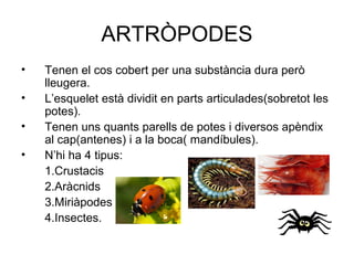 ARTRÒPODES
• Tenen el cos cobert per una substància dura però
lleugera.
• L’esquelet està dividit en parts articulades(sobretot les
potes).
• Tenen uns quants parells de potes i diversos apèndix
al cap(antenes) i a la boca( mandíbules).
• N’hi ha 4 tipus:
1.Crustacis
2.Aràcnids
3.Miriàpodes
4.Insectes.
 