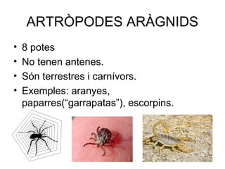 ARTRÒPODES ARÀGNIDS
• 8 potes
• No tenen antenes.
• Són terrestres i carnívors.
• Exemples: aranyes,
paparres(“garrapatas”), escorpins.
 