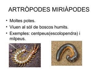 ARTRÒPODES MIRIÀPODES
• Moltes potes.
• Viuen al sòl de boscos humits.
• Exemples: centpeus(escolopendra) i
milpeus.
 
