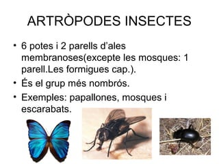ARTRÒPODES INSECTES
• 6 potes i 2 parells d’ales
membranoses(excepte les mosques: 1
parell.Les formigues cap.).
• És el grup més nombrós.
• Exemples: papallones, mosques i
escarabats.
 