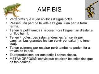 AMFIBIS
• Vertebrats que viuen en llocs d’aigua dolça.
• Passen una part de la vida a l’aigua i una part a terra
ferma.
• Tenen la pell humida i lliscosa. Fora l’aigua han d’estar a
un lloc humit.
• Tenen 4 potes. Les salamandres les fan servir per
caminar. Les granotes les fan servir per saltar( no tenen
cua).
• Tenen pulmons per respirar però també ho poden fer a
través de la pell.
• Es reprodueixen per ous petits i sense closca.
• METAMORFOSIS: canvis que pateixen les cries fins que
es fan adultes.
 