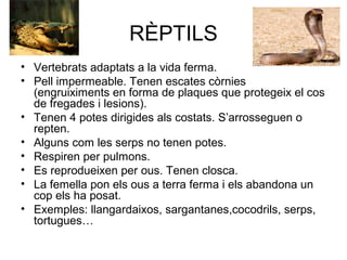 RÈPTILS
• Vertebrats adaptats a la vida ferma.
• Pell impermeable. Tenen escates còrnies
(engruiximents en forma de plaques que protegeix el cos
de fregades i lesions).
• Tenen 4 potes dirigides als costats. S’arrosseguen o
repten.
• Alguns com les serps no tenen potes.
• Respiren per pulmons.
• Es reprodueixen per ous. Tenen closca.
• La femella pon els ous a terra ferma i els abandona un
cop els ha posat.
• Exemples: llangardaixos, sargantanes,cocodrils, serps,
tortugues…
 