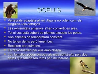 OCELLSOCELLS
 Vertebrats adaptats al vol. Alguns no volen com elsVertebrats adaptats al vol. Alguns no volen com els
pingüins i els estruços.pingüins i els estruços.
 Les extremitats anteriors s’han convertit en ales.Les extremitats anteriors s’han convertit en ales.
 Tot el cos està cobert de plomes excepte les potes.Tot el cos està cobert de plomes excepte les potes.
 Són animals de temperatura constant.Són animals de temperatura constant.
 No tenen dents però tenen bec.No tenen dents però tenen bec.
 Respiren per pulmons.Respiren per pulmons.
 Es reprodueixen per ous amb closca.Es reprodueixen per ous amb closca.
 Les femelles posen els ous als nius construïts pels dosLes femelles posen els ous als nius construïts pels dos
pares que també fan torns per incubar-los.pares que també fan torns per incubar-los.
 