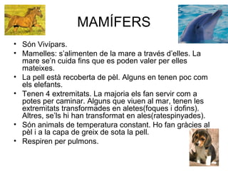 MAMÍFERS
• Són Vivípars.
• Mamelles: s’alimenten de la mare a través d’elles. La
mare se’n cuida fins que es poden valer per elles
mateixes.
• La pell està recoberta de pèl. Alguns en tenen poc com
els elefants.
• Tenen 4 extremitats. La majoria els fan servir com a
potes per caminar. Alguns que viuen al mar, tenen les
extremitats transformades en aletes(foques i dofins).
Altres, se’ls hi han transformat en ales(ratespinyades).
• Són animals de temperatura constant. Ho fan gràcies al
pèl i a la capa de greix de sota la pell.
• Respiren per pulmons.
 