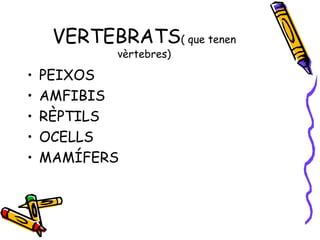 VERTEBRATS( que tenen
vèrtebres)
• PEIXOS
• AMFIBIS
• RÈPTILS
• OCELLS
• MAMÍFERS
 
