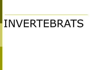 INVERTEBRATS
 