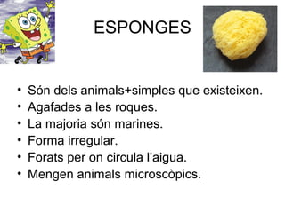 ESPONGES
• Són dels animals+simples que existeixen.
• Agafades a les roques.
• La majoria són marines.
• Forma irregular.
• Forats per on circula l’aigua.
• Mengen animals microscòpics.
 
