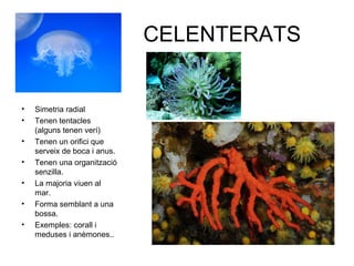 CELENTERATS
• Simetria radial
• Tenen tentacles
(alguns tenen verí)
• Tenen un orifici que
serveix de boca i anus.
• Tenen una organització
senzilla.
• La majoria viuen al
mar.
• Forma semblant a una
bossa.
• Exemples: corall i
meduses i anèmones..
 