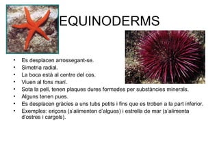 EQUINODERMS
• Es desplacen arrossegant-se.
• Simetria radial.
• La boca està al centre del cos.
• Viuen al fons marí.
• Sota la pell, tenen plaques dures formades per substàncies minerals.
• Alguns tenen pues.
• Es desplacen gràcies a uns tubs petits i fins que es troben a la part inferior.
• Exemples: eriçons (s’alimenten d’algues) i estrella de mar (s’alimenta
d’ostres i cargols).
 