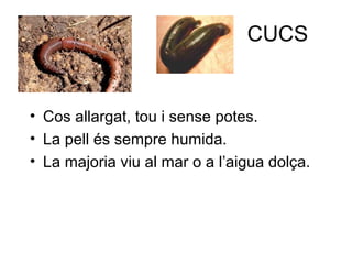CUCS
• Cos allargat, tou i sense potes.
• La pell és sempre humida.
• La majoria viu al mar o a l’aigua dolça.
 