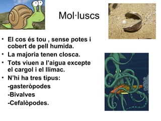 Mol·luscs
• El cos és tou , sense potes i
cobert de pell humida.
• La majoria tenen closca.
• Tots viuen a l’aigua excepte
el cargol i el llimac.
• N’hi ha tres tipus:
-gasteròpodes
-Bivalves
-Cefalòpodes.
 