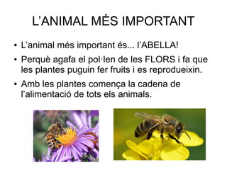 L’ANIMAL MÉS IMPORTANT
● L’animal més important és... l’ABELLA!
● Perquè agafa el pol·len de les FLORS i fa que
les plantes puguin fer fruits i es reprodueixin.
● Amb les plantes comença la cadena de
l’alimentació de tots els animals.
 