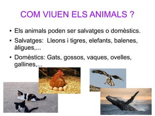 COM VIUEN ELS ANIMALS ?
● Els animals poden ser salvatges o domèstics.
● Salvatges: Lleons i tigres, elefants, balenes,
àligues,...
● Domèstics: Gats, gossos, vaques, ovelles,
gallines,...
 