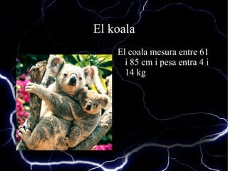 El koala El coala mesura entre 61 i 85 cm i pesa entra 4 i 14 kg 