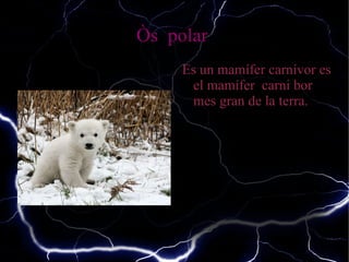 Òs  polar  Es un mamífer carnívor es el mamífer  carni bor mes gran de la terra. 