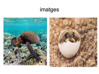 imatges
 