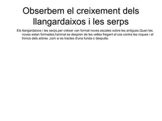 Obserbem el creixement dels
llangardaixos i les serps
Els llangardaixos i les serps,per créixer van format noves escates sobre les antigues.Quan les
noves estan formades,l'animal es despren de les velles fregant el cos contra les roques i el
troncs dels arbres ,com si es tractes d'una funda o despulla.
 