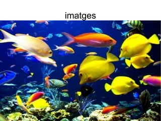 imatges
 