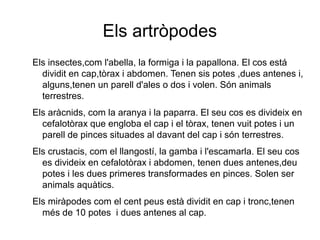 Els artròpodes
Els insectes,com l'abella, la formiga i la papallona. El cos está
dividit en cap,tòrax i abdomen. Tenen sis potes ,dues antenes i,
alguns,tenen un parell d'ales o dos i volen. Són animals
terrestres.
Els aràcnids, com la aranya i la paparra. El seu cos es divideix en
cefalotòrax que engloba el cap i el tòrax, tenen vuit potes i un
parell de pinces situades al davant del cap i són terrestres.
Els crustacis, com el llangostí, la gamba i l'escamarla. El seu cos
es divideix en cefalotòrax i abdomen, tenen dues antenes,deu
potes i les dues primeres transformades en pinces. Solen ser
animals aquàtics.
Els miràpodes com el cent peus està dividit en cap i tronc,tenen
més de 10 potes i dues antenes al cap.
 