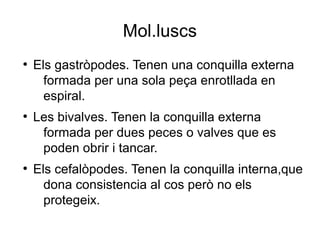 Mol.luscs
●
Els gastròpodes. Tenen una conquilla externa
formada per una sola peça enrotllada en
espiral.
●
Les bivalves. Tenen la conquilla externa
formada per dues peces o valves que es
poden obrir i tancar.
●
Els cefalòpodes. Tenen la conquilla interna,que
dona consistencia al cos però no els
protegeix.
 