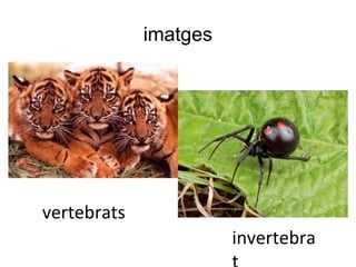 imatges
invertebra
vertebrats
 