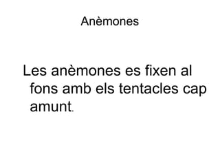 Anèmones
Les anèmones es fixen al
fons amb els tentacles cap
amunt.
 