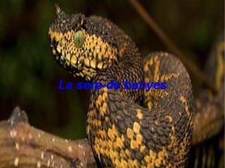 La serp de banyes
 