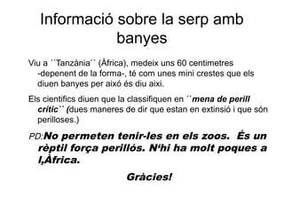 Viu a ´´Tanzània`` (Àfrica), medeix uns 60 centimetres
-depenent de la forma-, té com unes mini crestes que els
diuen banyes per aixó és diu aixi.
Els cientifics diuen que la classifiquen en ´´mena de perill
crític`` (dues maneres de dir que estan en extinsió i que són
perilloses.)
PD:No permeten tenir-les en els zoos. És un
rèptil força perillós. N‘hi ha molt poques a
l‚Àfrica.
Gràcies!
Informació sobre la serp amb
banyes
 
