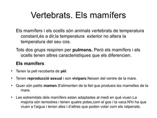 Vertebrats. Els mamífers
Els mamífers i els ocells són animals vertebrats de temperatura
constant,és a dir,la temperatura exterior no altera la
temperatura del seu cos.
Tots dos grups respiren per pulmons. Però els mamífers i els
ocells tenen altres caracteristíques que els diferencien.
Els mamífers
●
Tenen la pell recoberta de pèl.
●
Tenen reproducció sexual i son vivípars.Neixen del ventre de la mare.
●
Quan són petits mamen.S'alimenten de la llet que produeix les mamelles de la
mare.
●
Les extremitats dels mamífers estan adaptades al medi en què viuen.La
majoria són terrestres i tenen quatre potes,com el gos i la vaca.N'hi ha que
viuen a l'aigua i tenen ales i d‘altres que poden volar com els ratpenats.
 