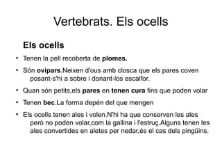 Vertebrats. Els ocells
Els ocells
●
Tenen la pell recoberta de plomes.
●
Són ovípars.Neixen d'ous amb closca que els pares coven
posant-s'hi a sobre i donant-los escalfor.
●
Quan són petits,els pares en tenen cura fins que poden volar
●
Tenen bec.La forma depén del que mengen
●
Els ocells tenen ales i volen.N'hi ha que conserven les ales
però no poden volar,com la gallina i l'estruç.Alguns tenen les
ales convertides en aletes per nedar,és el cas dels pingüins.
 