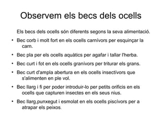 Observem els becs dels ocells
Els becs dels ocells són diferents segons la seva alimentació.
●
Bec corb i molt fort en els ocells carnívors per esquinçar la
carn.
●
Bec pla per els ocells aquàtics per agafar i tallar l'herba.
●
Bec curt i fot en els ocells granívors per triturar els grans.
●
Bec curt d'ampla abertura en els ocells insectívors que
s'alimenten en ple vol.
●
Bec llarg i fi per poder introduir-lo per petits orificis en els
ocells que capturen insectes en els seus nius.
●
Bec llarg,punxegut i esmolat en els ocells piscívors per a
atrapar els peixos.
 