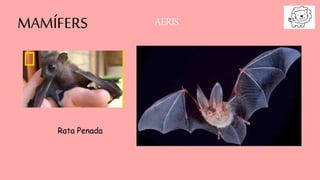 MAMÍFERS AERIS
Rata Penada
 