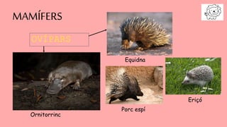 MAMÍFERS
Ornitorrinc
Equidna
Eriçó
Porc espí
OVÍPARS
 