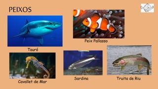 PEIXOS
Tauró
Peix Pallasso
Cavallet de Mar
Sardina Truita de Riu
 