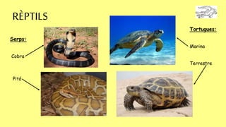 RÈPTILS
Serps:
Cobra
Pitó
Tortugues:
Marina
Terrestre
 