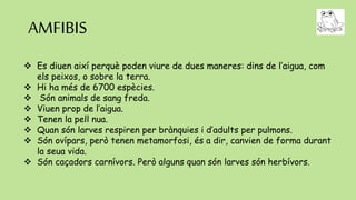 AMFIBIS
 Es diuen així perquè poden viure de dues maneres: dins de l’aigua, com
els peixos, o sobre la terra.
 Hi ha més de 6700 espècies.
 Són animals de sang freda.
 Viuen prop de l’aigua.
 Tenen la pell nua.
 Quan són larves respiren per brànquies i d’adults per pulmons.
 Són ovípars, però tenen metamorfosi, és a dir, canvien de forma durant
la seua vida.
 Són caçadors carnívors. Però alguns quan són larves són herbívors.
 