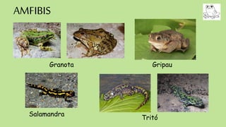 AMFIBIS
Granota Gripau
Tritó
Salamandra
 