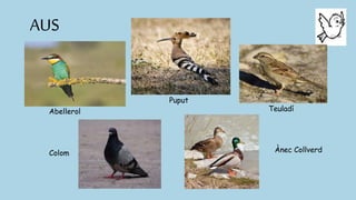 AUS
Abellerol
Puput
Teuladí
Colom Ànec Collverd
 
