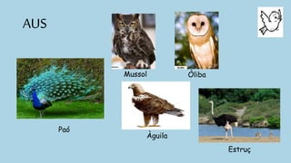 AUS
Mussol Òliba
Paó
Àguila
Estruç
 