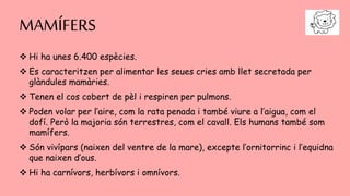 MAMÍFERS
 Hi ha unes 6.400 espècies.
 Es caracteritzen per alimentar les seues cries amb llet secretada per
glàndules mamàries.
 Tenen el cos cobert de pèl i respiren per pulmons.
 Poden volar per l’aire, com la rata penada i també viure a l’aigua, com el
dofí. Però la majoria són terrestres, com el cavall. Els humans també som
mamífers.
 Són vivípars (naixen del ventre de la mare), excepte l’ornitorrinc i l’equidna
que naixen d’ous.
 Hi ha carnívors, herbívors i omnívors.
 