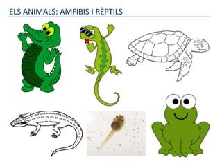 ELS ANIMALS: AMFIBIS I RÈPTILS
 
