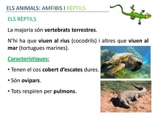 ELS ANIMALS: AMFIBIS I RÈPTILS
ELS RÈPTILS
La majoria són vertebrats terrestres.
N’hi ha que viuen al rius (cocodrils) i altres que viuen al
mar (tortugues marines).
Característiques:
• Tenen el cos cobert d’escates dures.
• Són ovípars.
• Tots respiren per pulmons.
 