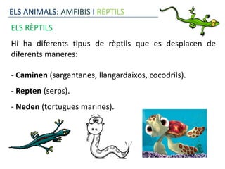 ELS ANIMALS: AMFIBIS I RÈPTILS
ELS RÈPTILS
Hi ha diferents tipus de rèptils que es desplacen de
diferents maneres:

- Caminen (sargantanes, llangardaixos, cocodrils).
- Repten (serps).
- Neden (tortugues marines).
 