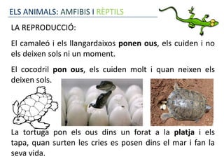 ELS ANIMALS: AMFIBIS I RÈPTILS
LA REPRODUCCIÓ:
El camaleó i els llangardaixos ponen ous, els cuiden i no
els deixen sols ni un moment.
El cocodril pon ous, els cuiden molt i quan neixen els
deixen sols.




La tortuga pon els ous dins un forat a la platja i els
tapa, quan surten les cries es posen dins el mar i fan la
seva vida.
 
