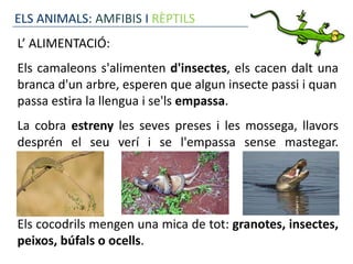 ELS ANIMALS: AMFIBIS I RÈPTILS
L’ ALIMENTACIÓ:
Els camaleons s'alimenten d'insectes, els cacen dalt una
branca d'un arbre, esperen que algun insecte passi i quan
passa estira la llengua i se'ls empassa.
La cobra estreny les seves preses i les mossega, llavors
desprén el seu verí i se l'empassa sense mastegar.




Els cocodrils mengen una mica de tot: granotes, insectes,
peixos, búfals o ocells.
 