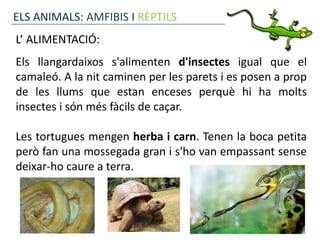 ELS ANIMALS: AMFIBIS I RÈPTILS
L’ ALIMENTACIÓ:
Els llangardaixos s'alimenten d'insectes igual que el
camaleó. A la nit caminen per les parets i es posen a prop
de les llums que estan enceses perquè hi ha molts
insectes i són més fàcils de caçar.

Les tortugues mengen herba i carn. Tenen la boca petita
però fan una mossegada gran i s'ho van empassant sense
deixar-ho caure a terra.
 