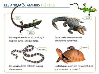 ELS ANIMALS: AMFIBIS I RÈPTILS
 
