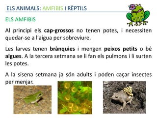 ELS ANIMALS: AMFIBIS I RÈPTILS
ELS AMFIBIS
Al principi els cap-grossos no tenen potes, i necessiten
quedar-se a l'aigua per sobreviure.
Les larves tenen brànquies i mengen peixos petits o bé
algues. A la tercera setmana se li fan els pulmons i li surten
les potes.
A la sisena setmana ja són adults i poden caçar insectes
per menjar.
 
